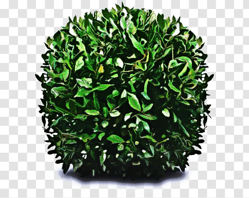 Green Grass Background - Shrub - Artificial Turf Flower Transparent PNG