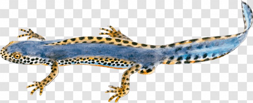Gőték Alpine Newt Northern Crested Salamandre Gecko - Flower - Ballet Transparent PNG