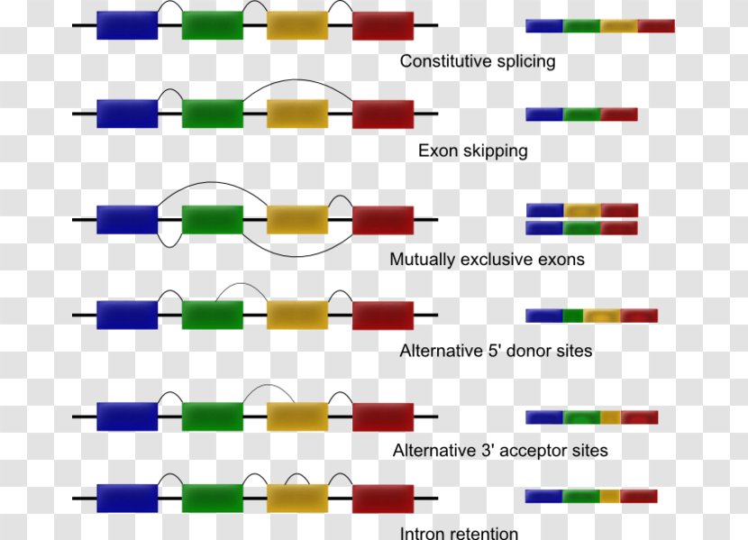 Exon Shuffling RNA Splicing Alternative - Area - Rna Transparent PNG