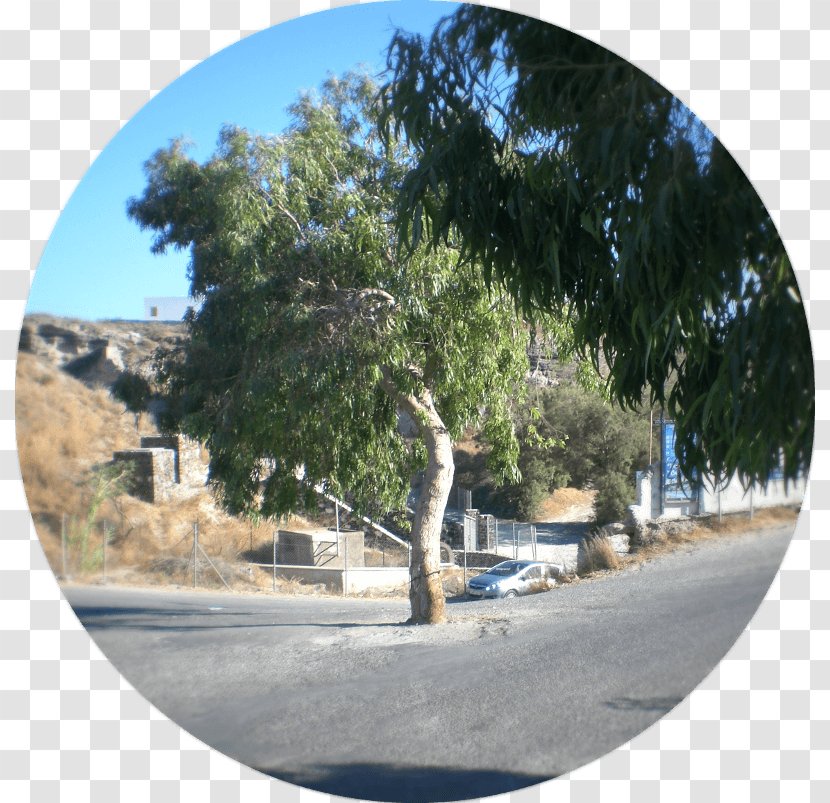 Santorini Tree Romagna Roundabout Sky Italia - Greece Transparent PNG