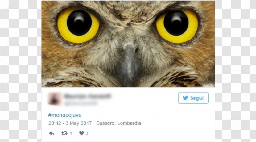 Great Horned Owl Bird Eurasian Eagle-owl Barn - Facial Disc Transparent PNG