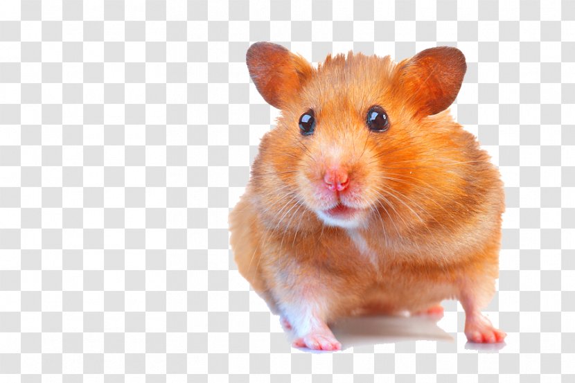 Gerbil Hamster Fancy Mouse Dog - Stock Photography - Laughing Out Loud Transparent PNG