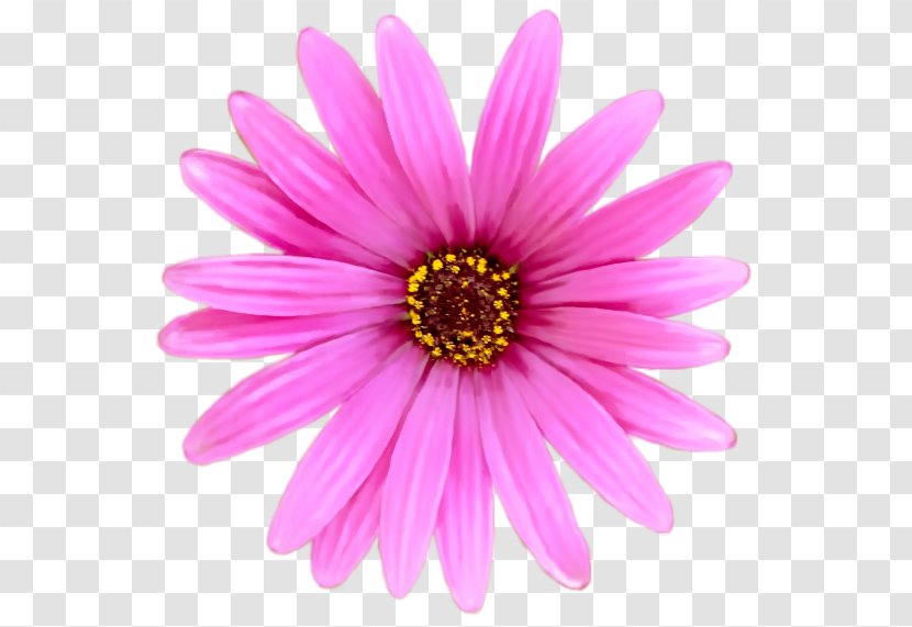 Film Still Chrysanthemum Transvaal Daisy - Pink - Flowering Plant Transparent PNG
