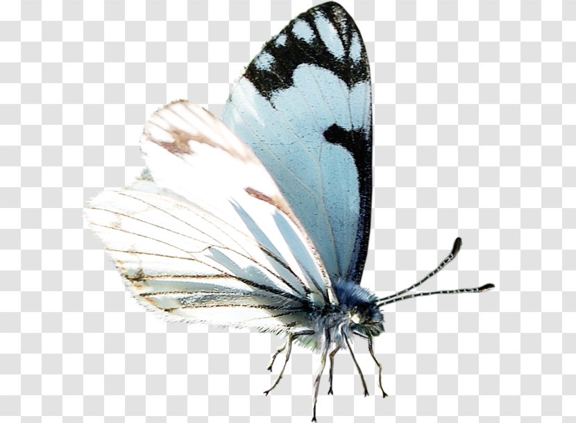Butterfly Moth Google Images Oyster - Advertising Transparent PNG