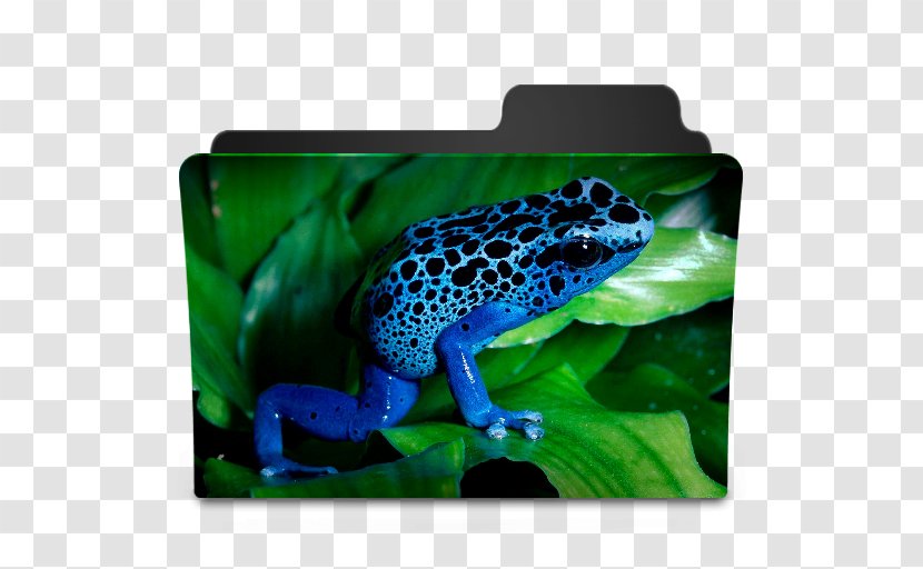 True Frog Poison Dart High-definition Television Desktop Wallpaper - Uxga - Simple Transparent PNG
