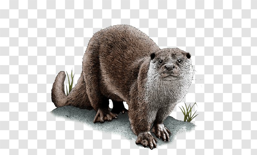 Sea Otter Asian Small-clawed Eurasian Drawing North American River - Terrestrial Animal - Mammal Transparent PNG