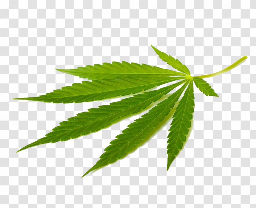 Cannabis Sativa Marijuana Medical Tetrahydrocannabinol - Legality Of - Leaves Closeup Transparent PNG