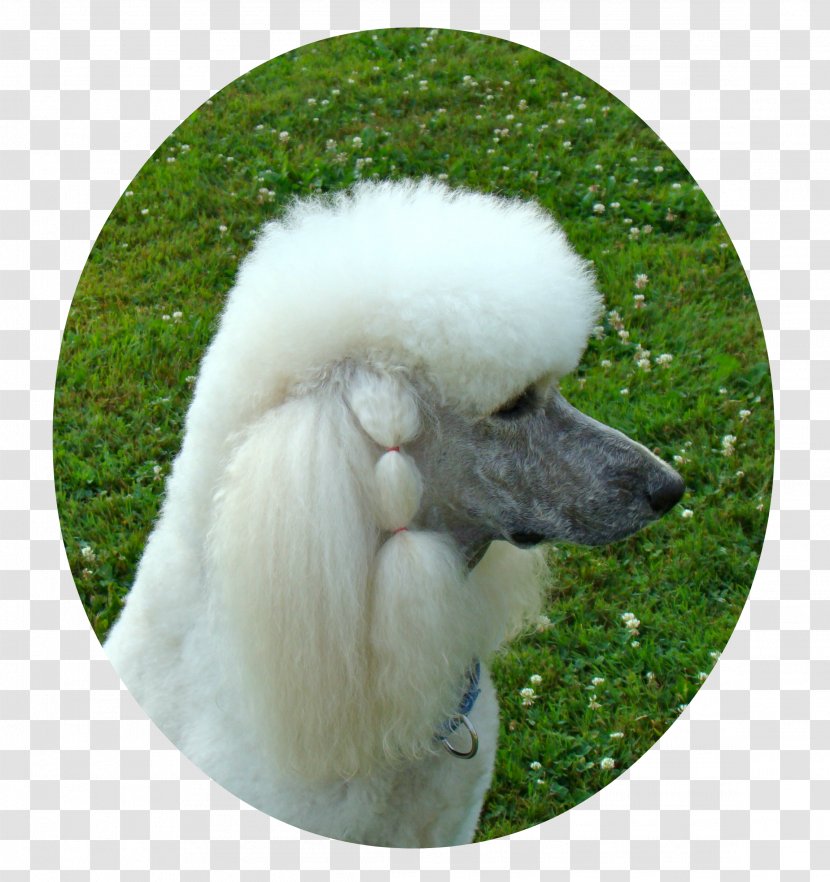 Standard Poodle Miniature Dog Breed Companion - Puppy Transparent PNG