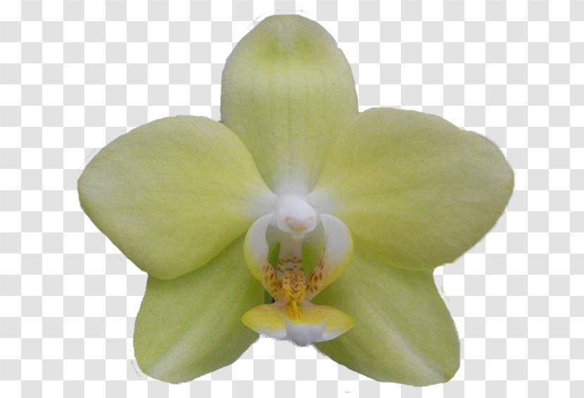 Moth Orchids Cattleya Transparent PNG