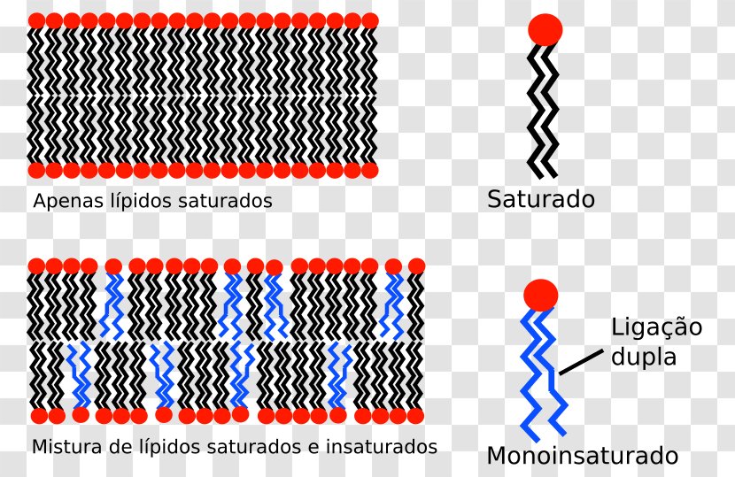 Biological Membrane Cell Hydrophobe Lipid Bilayer - Amphiphile - Plant Transparent PNG