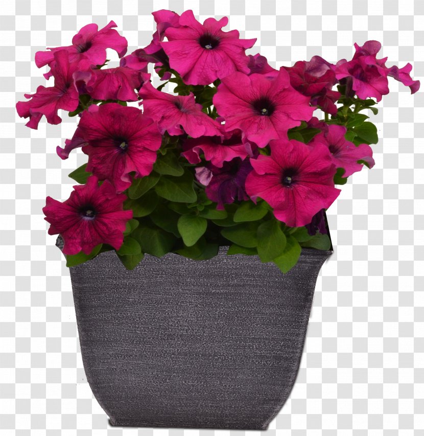 Flower Plant Pink Flowerpot Petunia - Magenta - Impatiens Annual Transparent PNG