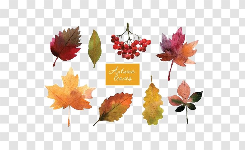 Autumn Leaf Color Watercolor Painting - Floral Design - Hello Transparent PNG