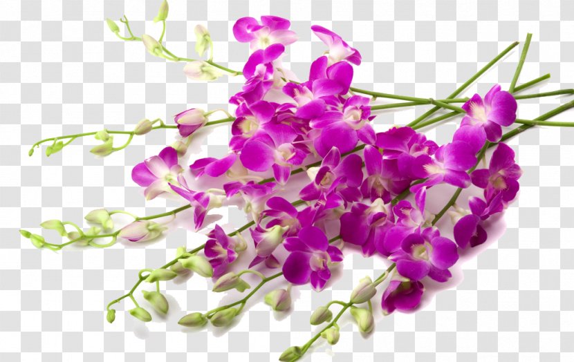 Orchids Flower Wallpaper - Wall - Pretty Lilac Plant Transparent PNG