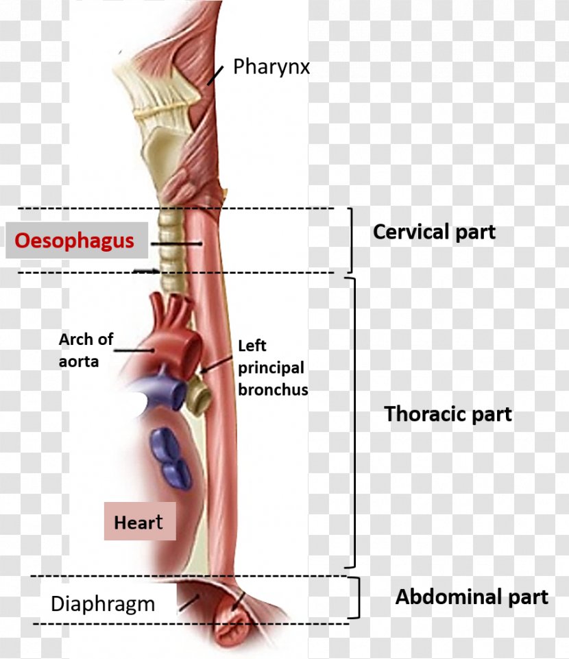 The Esophagus Human Body Anatomy - Heart - Abdomen Transparent PNG