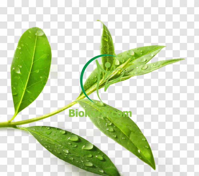 Tea Tree Oil Green Plant Essential - Stem Transparent PNG