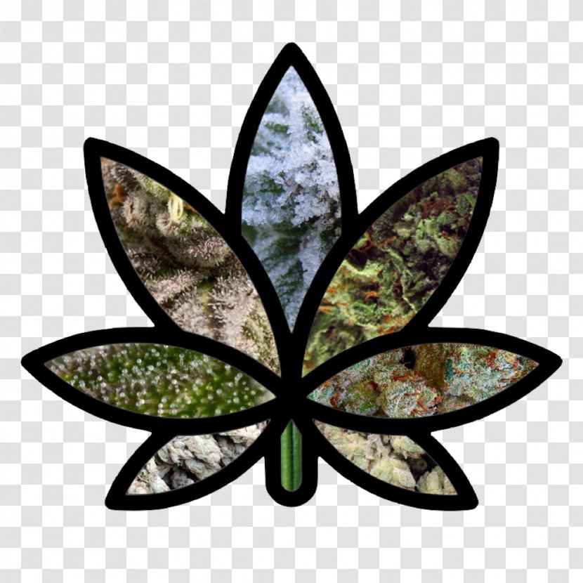 Leaf Symmetry - Hash Transparent PNG