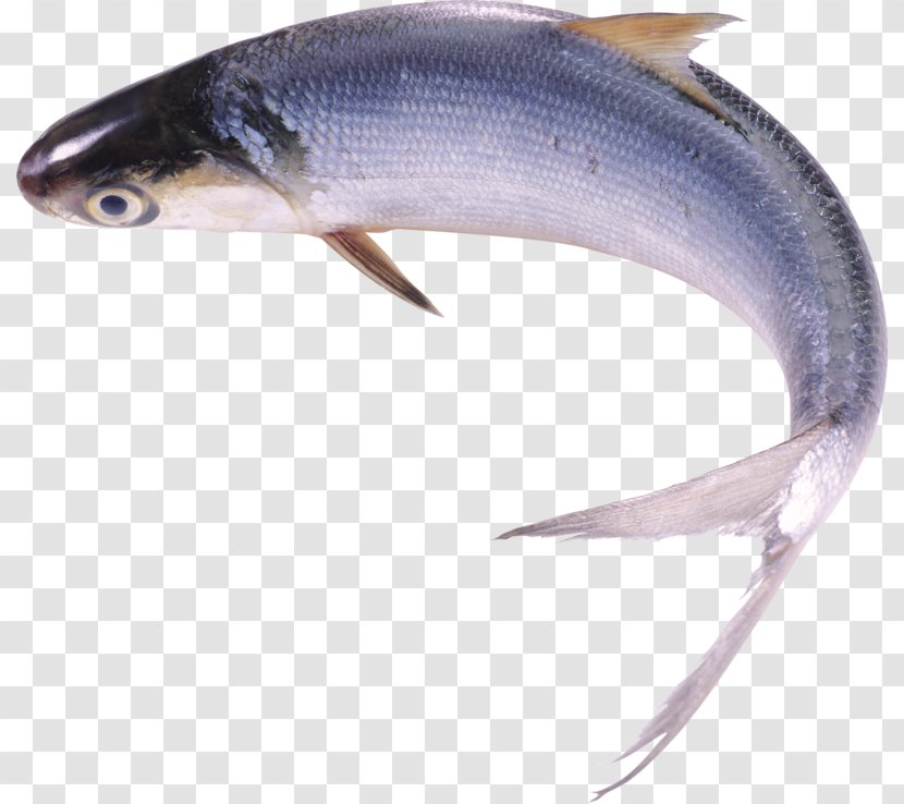 Clip Art Fish Image - Sardine - Transparent Background Transparent PNG