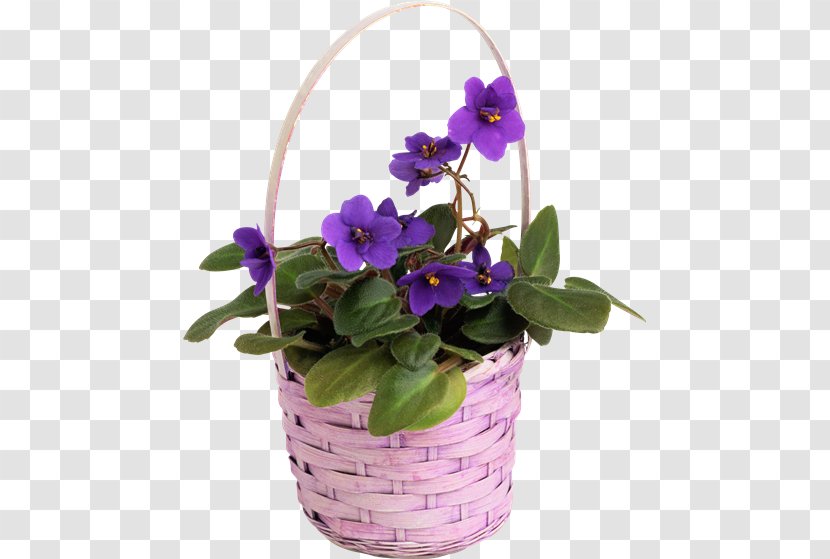Pansy Seed Flower Perennial Plant - Flowerpot Transparent PNG