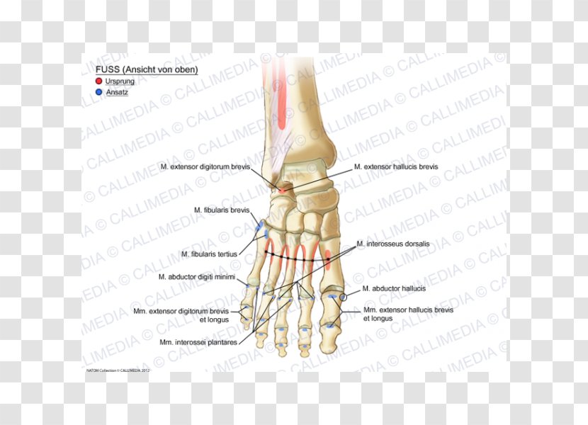 Thumb Muscle Foot Ankle Anatomy - Heart - Of The Human Body Transparent PNG
