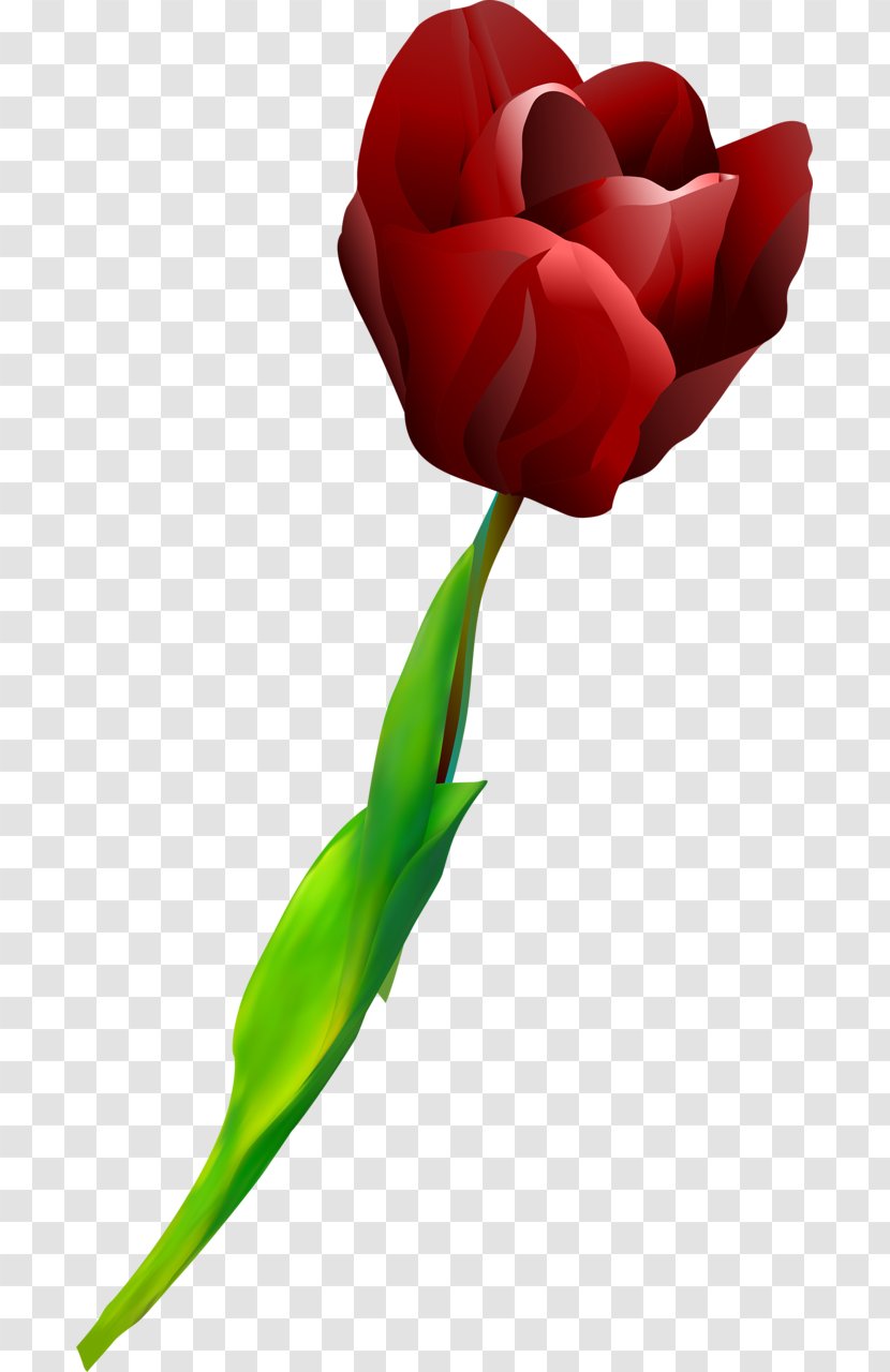 Garden Roses Tulip Cut Flowers Petal - 123 Transparent PNG