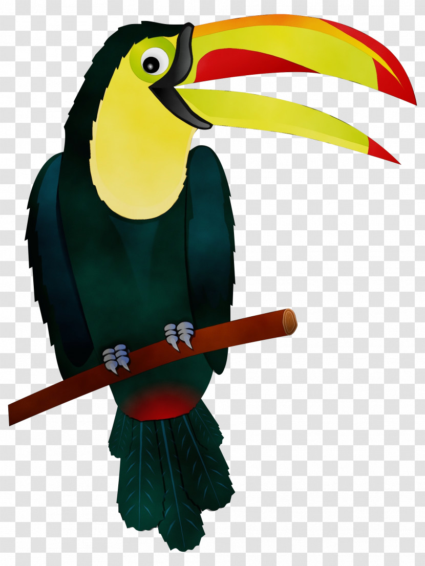Toucans Piciformes Hornbill Beak Macaw Transparent PNG