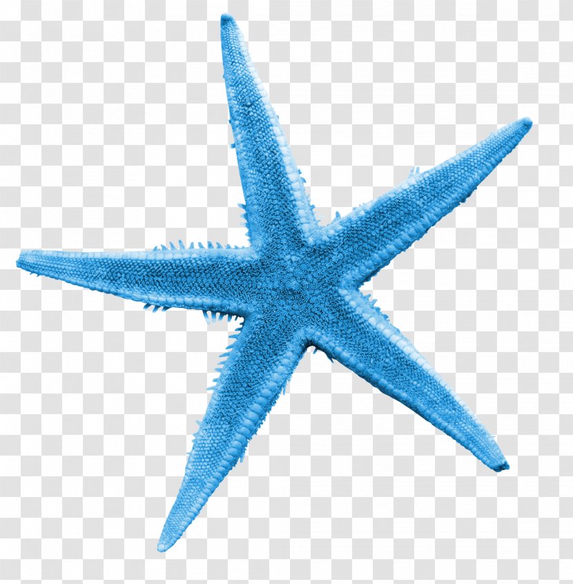 Starfish Illustration - Blue Transparent PNG