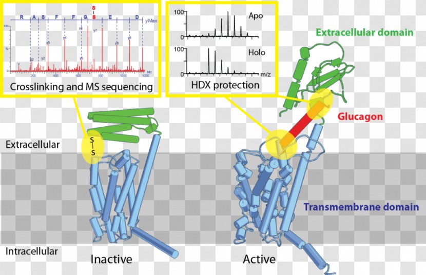 G Protein-coupled Receptor Glucagon Ligand - Mass Spectrometry Transparent PNG