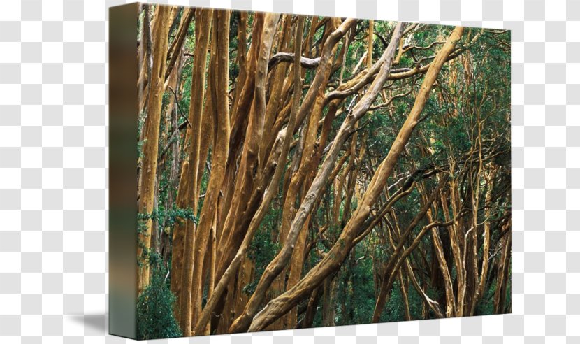 Ecosystem /m/083vt Forest Wood Branching - Plant Stem Transparent PNG