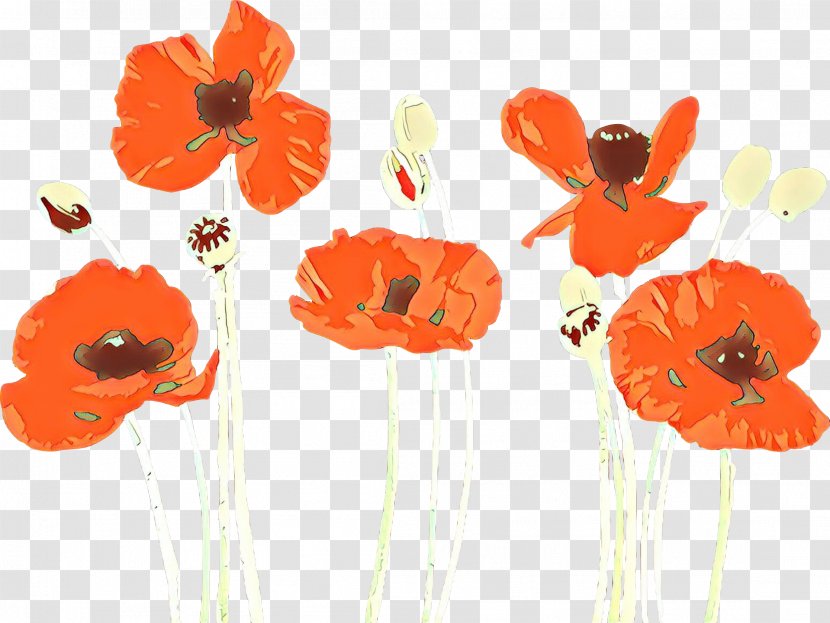 Orange - Corn Poppy - Wildflower Oriental Transparent PNG