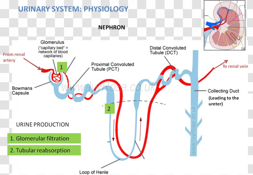 Nephron Kidney Excretory System Anatomy Reabsorption - Endocrine Transparent PNG