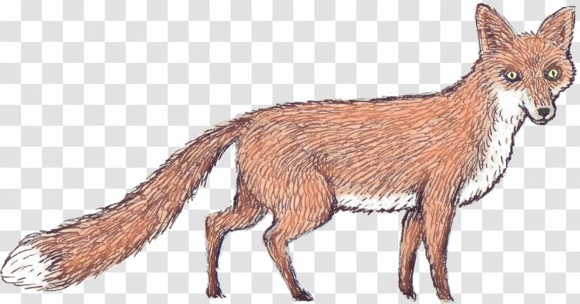 Red Fox Jackal Fur Fauna Vulpini - Dog Like Mammal - Illustration Transparent PNG
