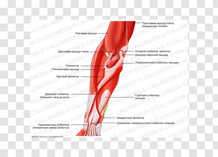 Thumb Elbow Anterior Compartment Of The Forearm Muscle - Silhouette - Arm Transparent PNG