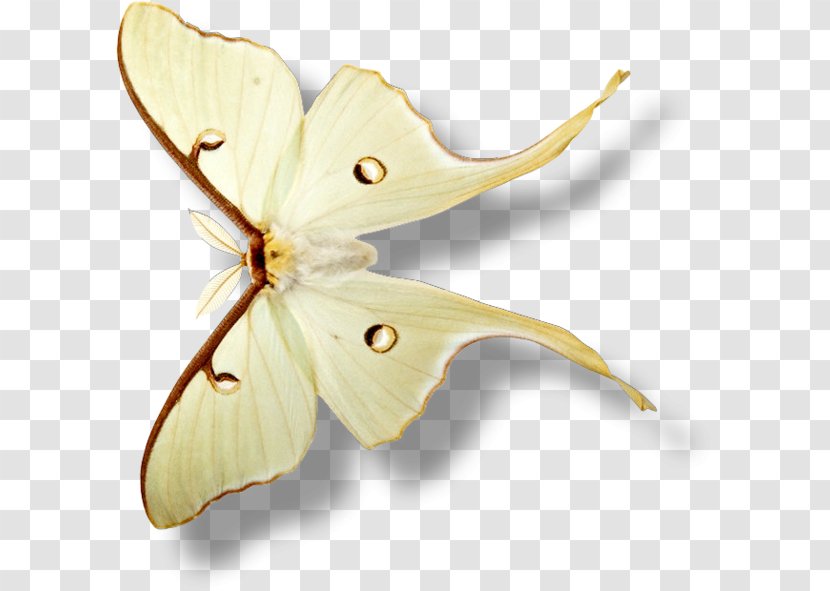 Silkworm Insect Blog Star Galaxy Transparent PNG