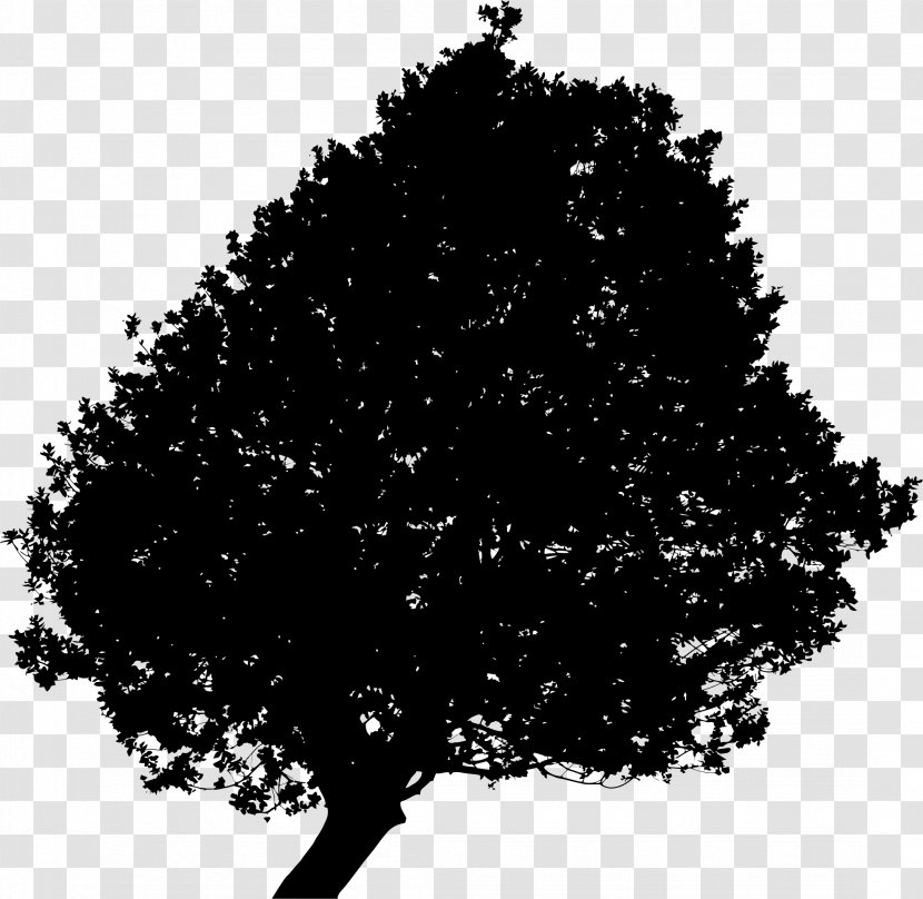 Tree Clip Art - Stock Photography - Ground Transparent PNG
