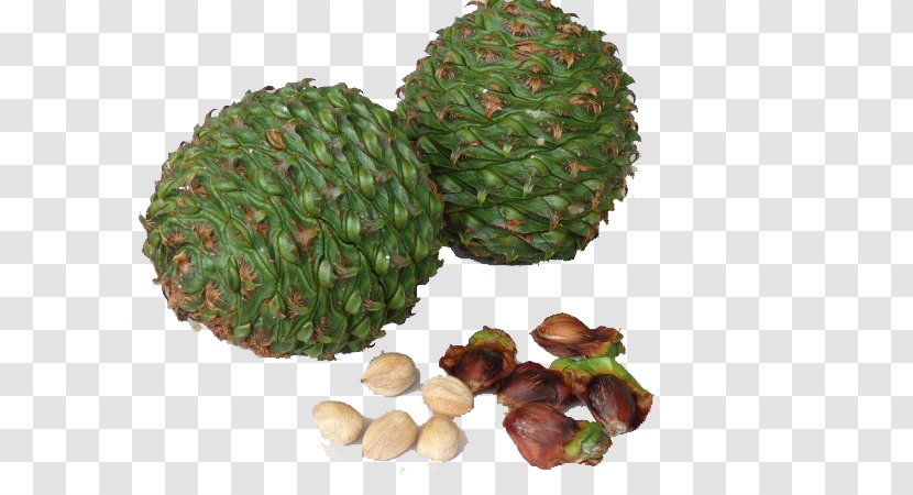 Bunya Pine Conifer Cone Nut Tree - Flowerpot - Nuts Edible Transparent PNG