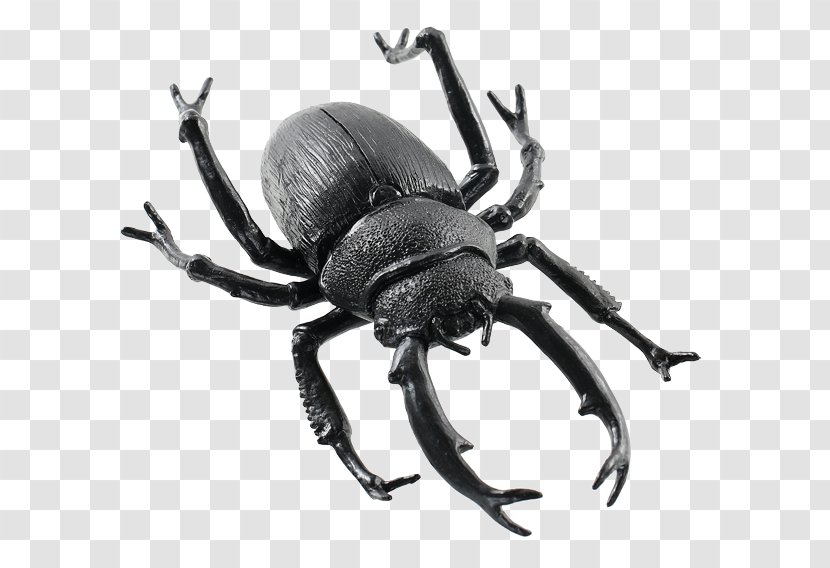Weevil Beetle Scarabs Seasons USA Inc Transparent PNG