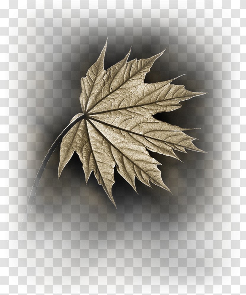 Maple Leaf Branch Tree - Sentence Transparent PNG