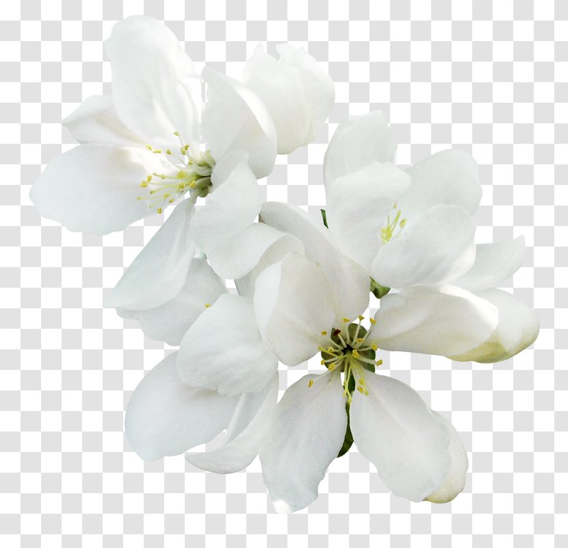 Khabez Blossom Fruit Tree Spring - Magnolia Family - Flower Transparent PNG