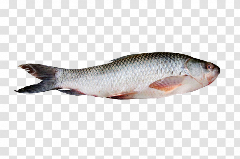 Tilapia Rohu Sarbh Biotech Pvt Ltd Fish Products Catla Transparent PNG