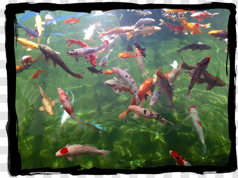 Koi Pond Goldfish Fish - Feeder - Aquarium Transparent PNG