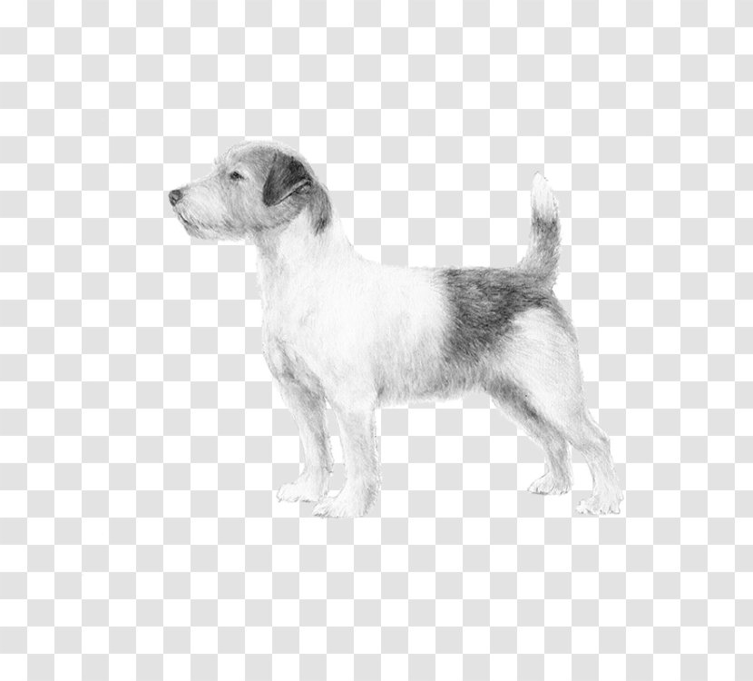 Dog Breed Puppy Jack Russell Terrier Wire Hair Fox - Parson Transparent PNG