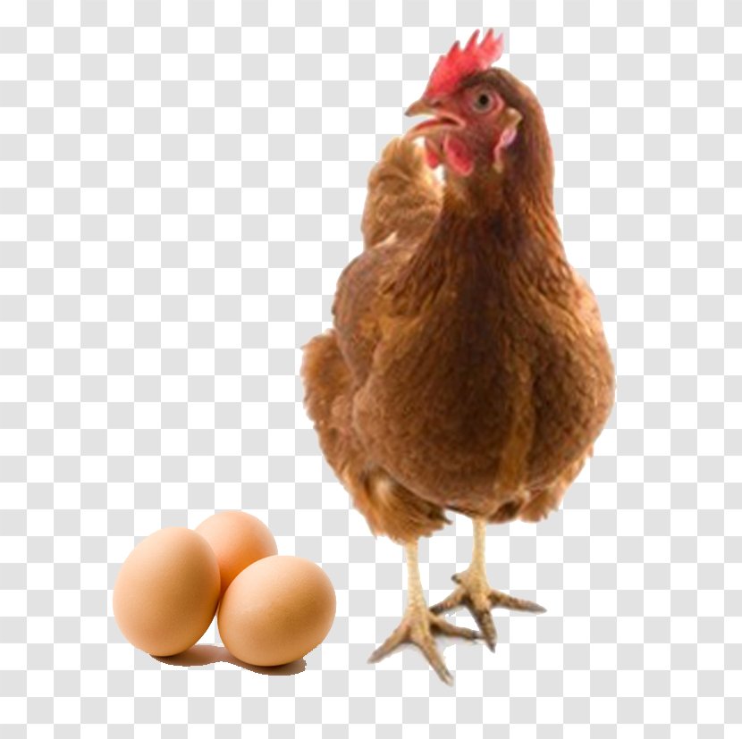 Chicken Or The Egg Battery Cage Livestock - Phasianidae - Poultry Eggs Transparent PNG