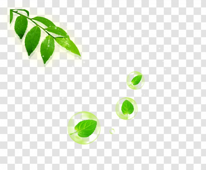 Green Poster - Information - Leaves Transparent PNG