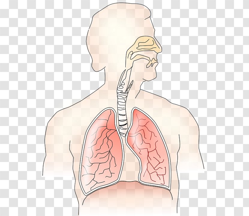 Respiratory System Breathing Tract Respiration Human Body - Cartoon - Blue Iris Transparent PNG