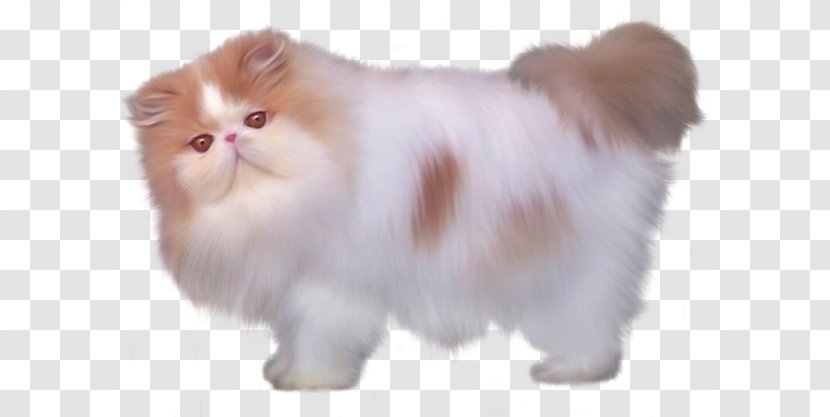 Persian Cat British Semi-longhair Minuet Turkish Angora Kitten - Fur - White Transparent PNG