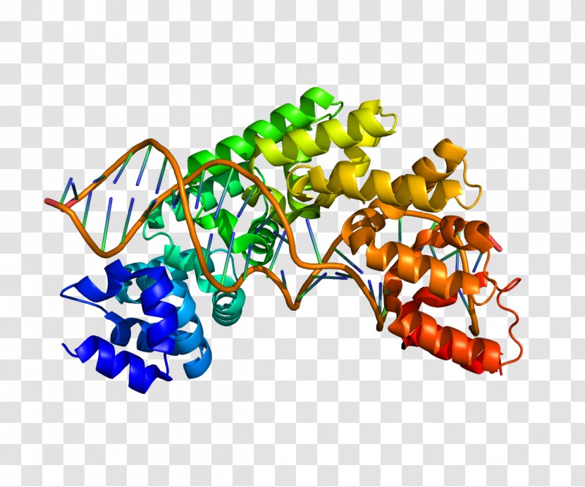 MTERF Termination Factor Protein Gene Human - Flower - Retinoblastoma Transparent PNG