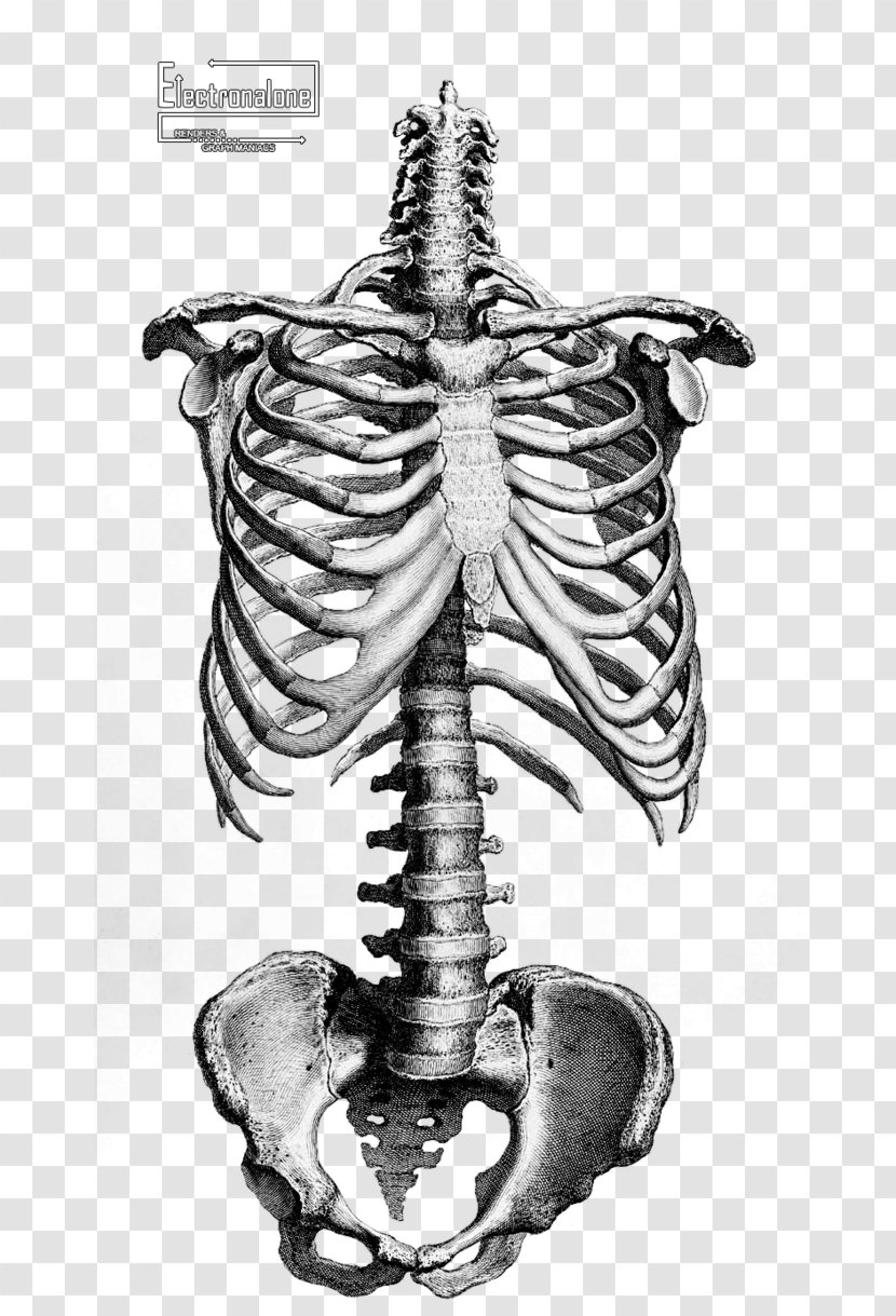 Human Skeleton Anatomy Drawing Bone - Silhouette Transparent PNG