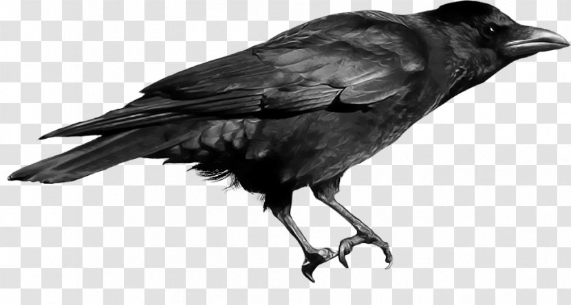 Crows Clip Art - Feather - Crow Image Transparent PNG