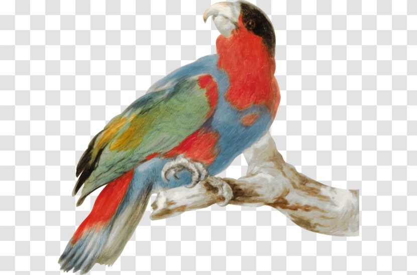 Budgerigar Parrot Lovebird - Animal - Painted Tree Branch Transparent PNG