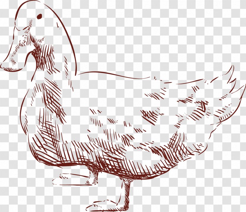 Duck Chicken Drawing Animal - Phasianidae Transparent PNG